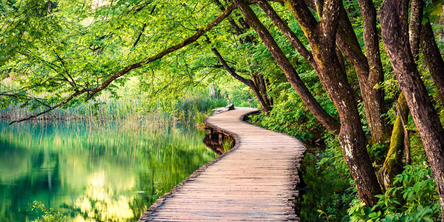 Walking path through the woods and water