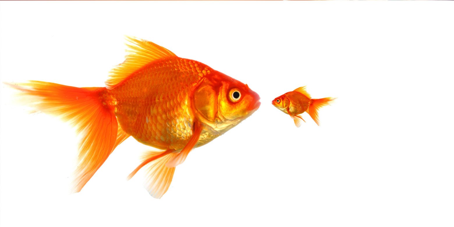 Large goldfish next to small goldfish