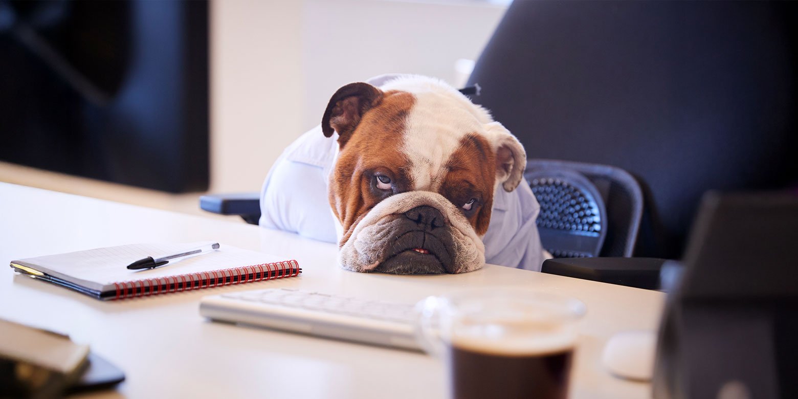 Dog looking sad with its head on a desk