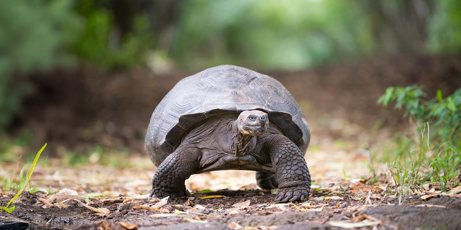 A turtle walking down a path