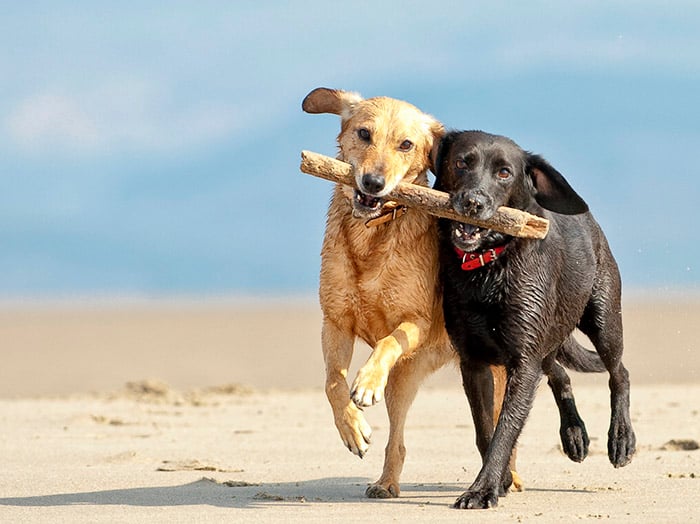 Two dogs run on the beach carrying the same stick.