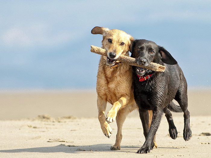 Two dogs run on the beach carrying the same stick.