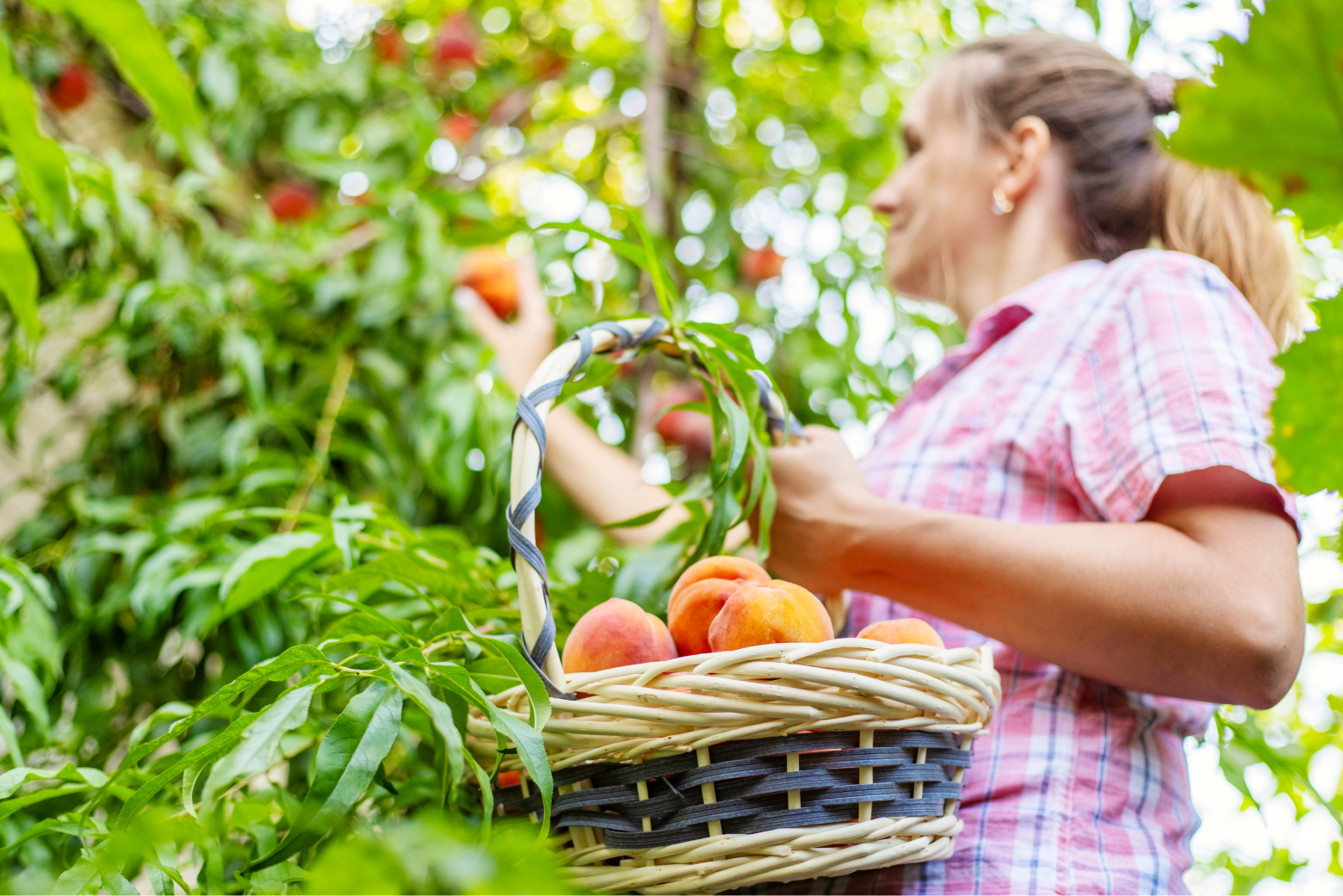 A woman harvests peaches into a wicker basket