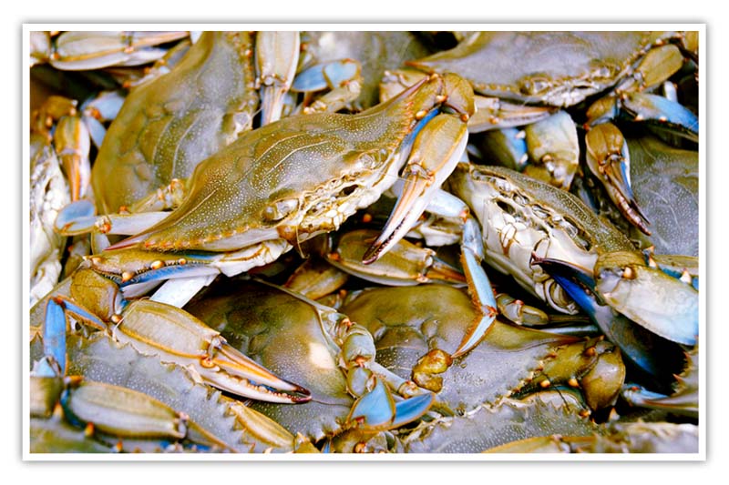 bio-bill_j-crabs