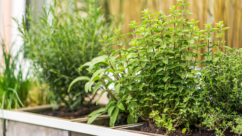 bio-hilary–herbs