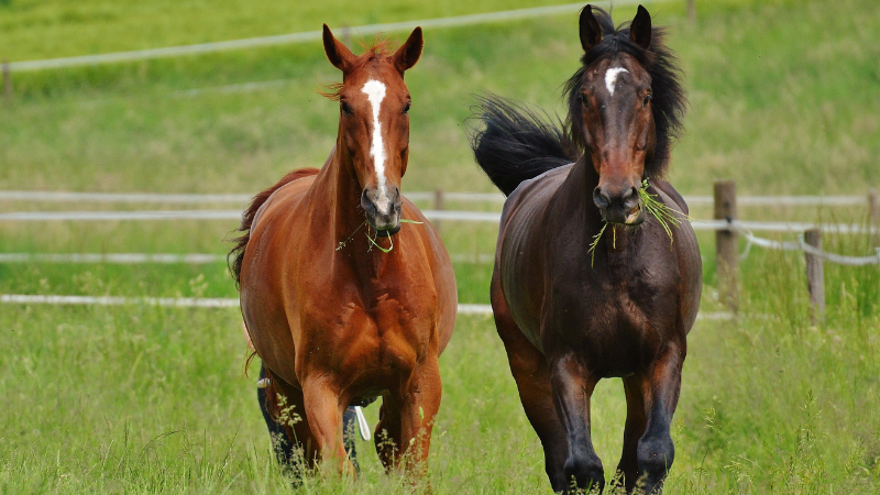 bio-sabrina-horses